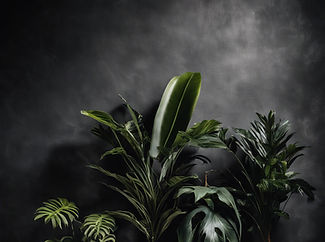 tropical plants emerging from moody shadows with a textured dark grey concrete backdrop_ed