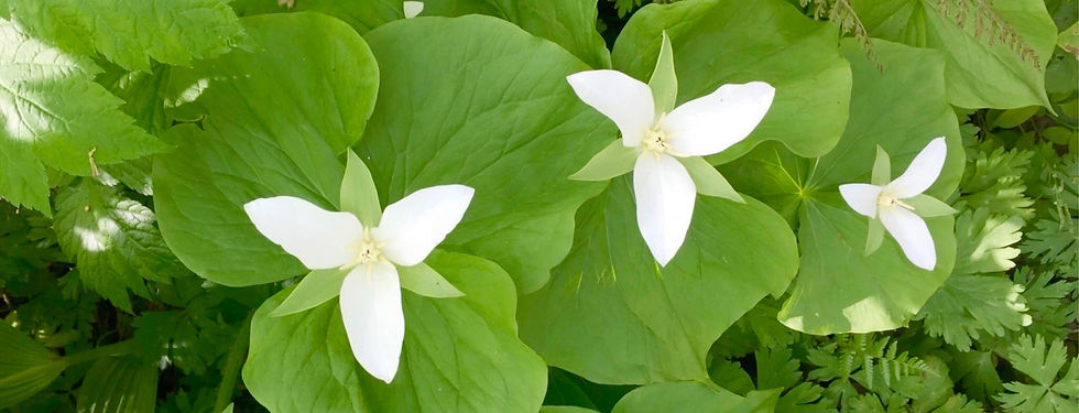 内的創造性の美〜オオバナノエンレイソウ