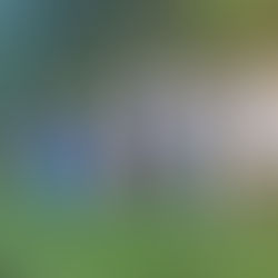 Michigan Wedding and Moot