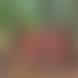 North Carolina Hike Moot