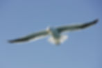 SeaGull