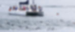 Dolphins and sailing boat
