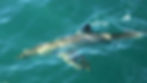 Great White Shark diving