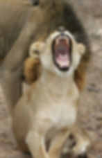 Lions