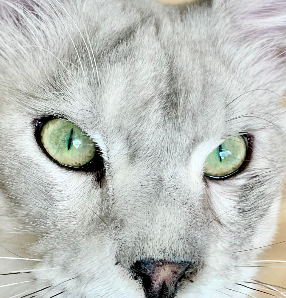 Managing Hairballs in Maine Coon Cats Talynnkingcoons