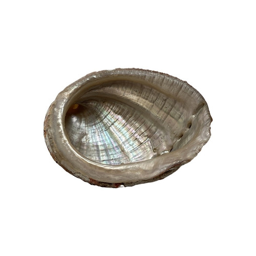 Angelic Shell Small Abalone Shell | Angelic Crystals