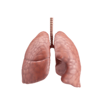 Untitled design (27).png