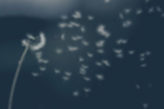 Pusteblume fliegend