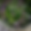 Thumbnail: Ripple Tea