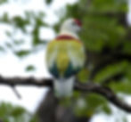 Manycoloured_fruitdove_male_bobbys.JPG