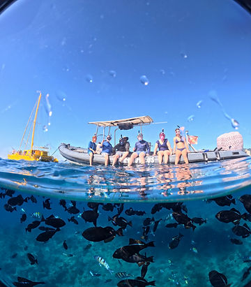 Picture of fish swimming in the ocean near Waikiki.