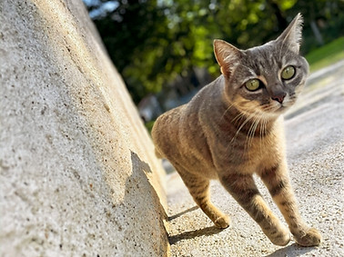 Chat extérieur