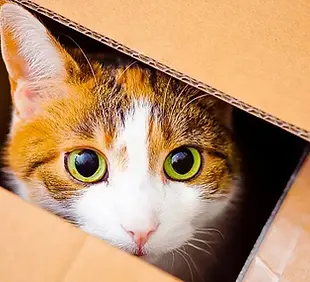 chat boites-en-carton001-1200x628.webp