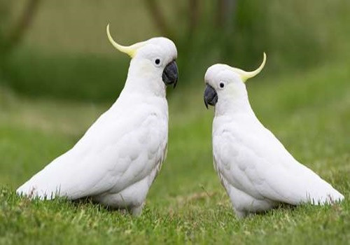View of BUY BEST BIRD CARE SUPPLIES ONLINE IN USA