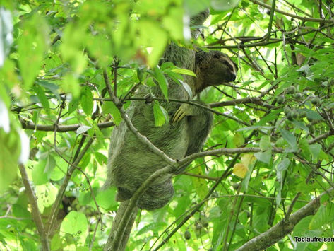 Tag 7 - Nationalpark Manuel Antonio