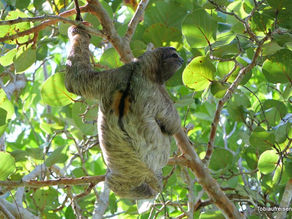 Tag 18 - Nationalpark Cahuita ( Eingang 1 )