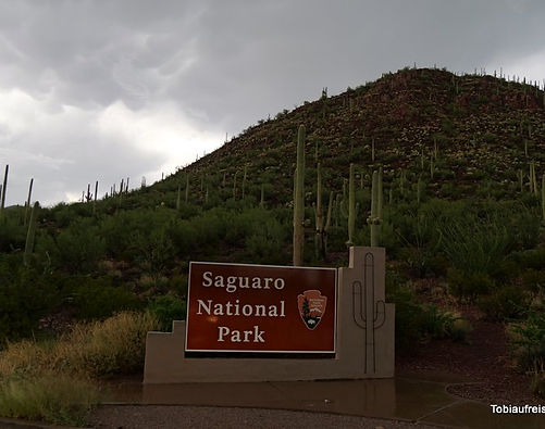 Saguaro-NP