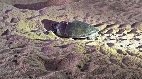 Tag 5 - Schildkrötentour