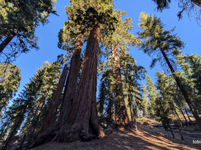 Tag 5 - Kings Canyon Nationalpark