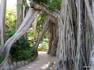 Tag 20 - Biscayne Nationalpark