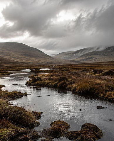 peat landscape