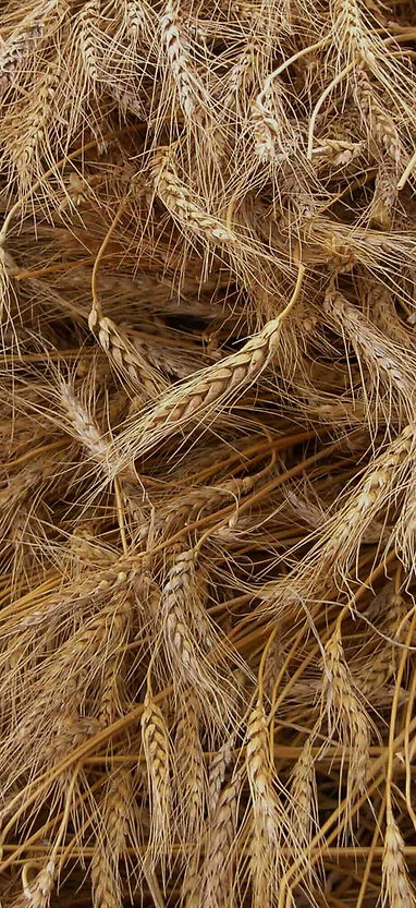grain