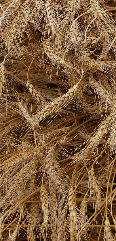 grain