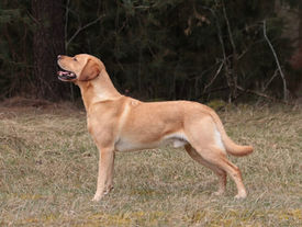 Vorzüglicher Formwert für Jamie