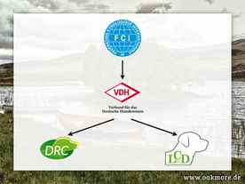 Warum einen Welpen vom VDH-Züchter?