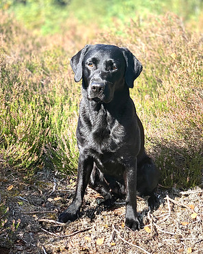 Ennie sitzend vor einer Birke