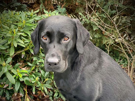 Ennies Röntgenergebnisse