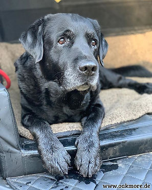 Ben im Kofferraum liegend