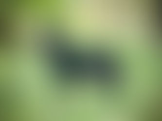 Trächtigkeit 7./8. Woche (A-Wurf)