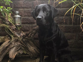 Montys 2. Geburtstag