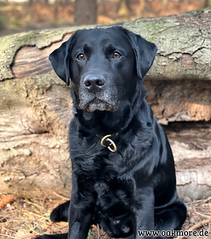 Monty sitzend vor einem Baumstamm