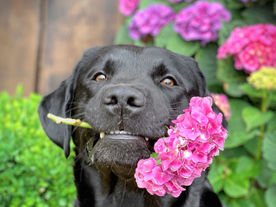 Montys 4. Geburtstag