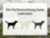 Die Farbvererbung beim Labrador