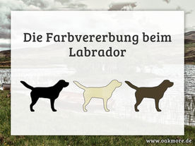 Die Farbvererbung beim Labrador