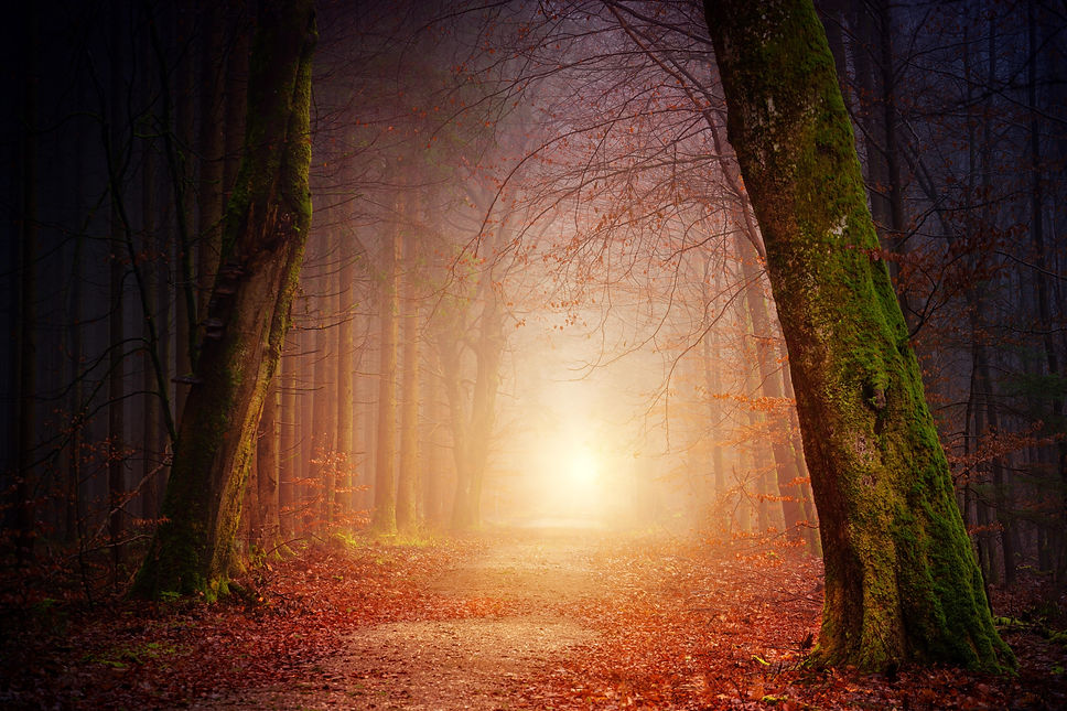 Jplenio - pixabay - alberi e luce in fondo al tunnel.jpg