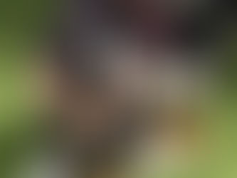 Tips for Preparing Your Pet for Their First Day at Daycare