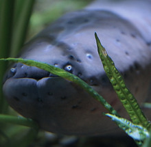 Eel_edited.jpg