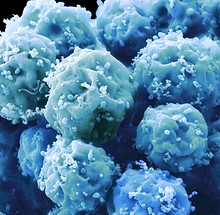 Embryonic Stem Cells_edited.jpg