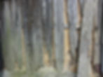 Termite Damaged Wood