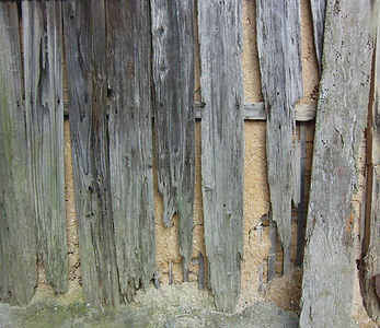 Termite Control