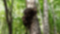 chaga-800x450-final.jpg