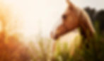 Mare-at-Dusk-in-Field-ss230308_edited.jpg