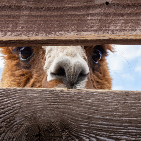 Navigating Your Inner World: The Six F’s of Internal Family Systems (IFS)