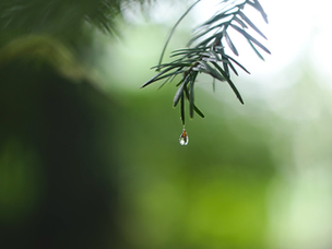 A quiet moment, a single droplet—ambiguous grief often shows up like this: gentle, unexpected, and deeply felt.