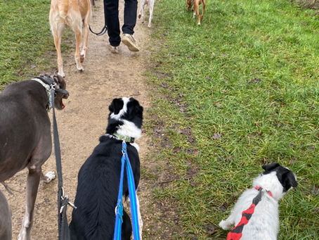 Fun Day Friday -Socialising Dogs in a Multi-Dog Home