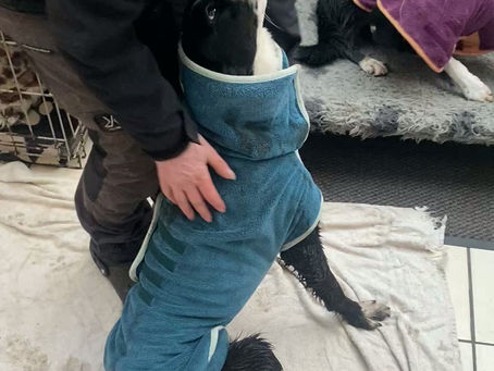 Sunday Reset: Organising Life with Multiple Dogs